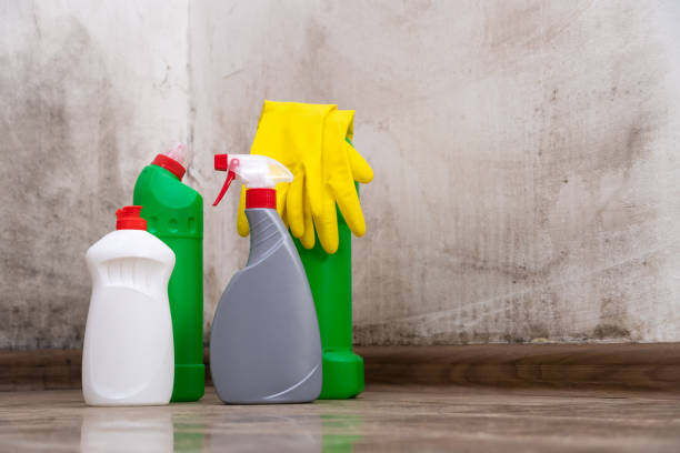 Why You Should Choose Our Mold Remediation Services in East Camden, SC